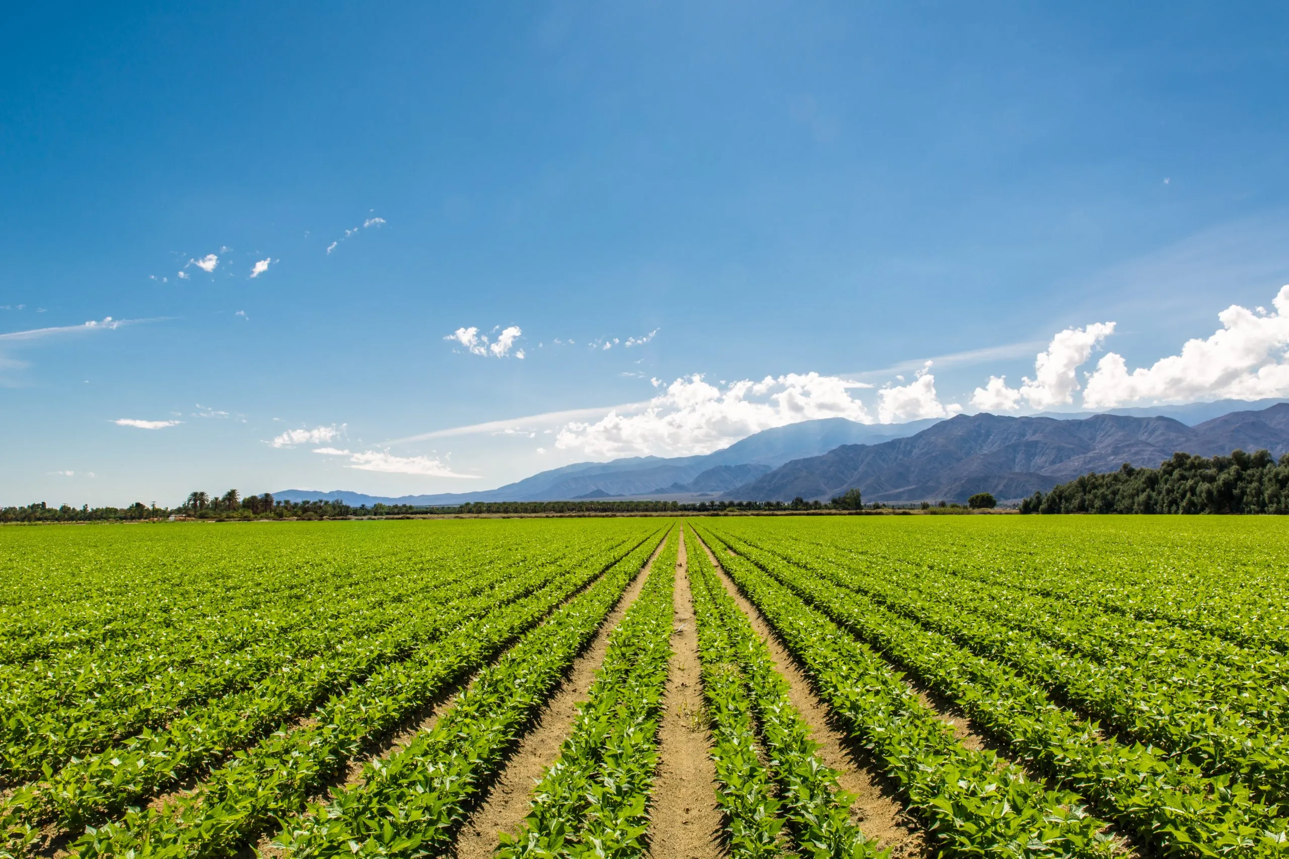 Proteger el cultivo sin dañar la tierra: el origen de Custodio